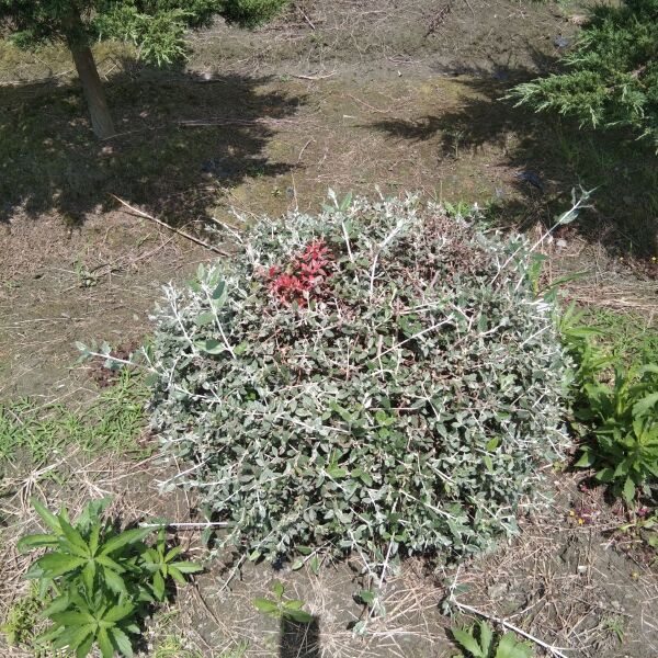 成都水果兰球批发，水果兰种植基地，水果兰供应