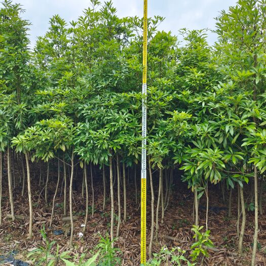 翁源县金丝楠木