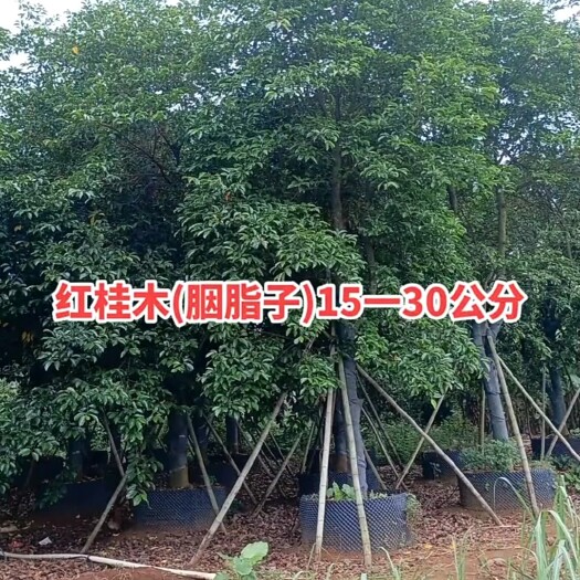 南宁胭脂树(红桂木)