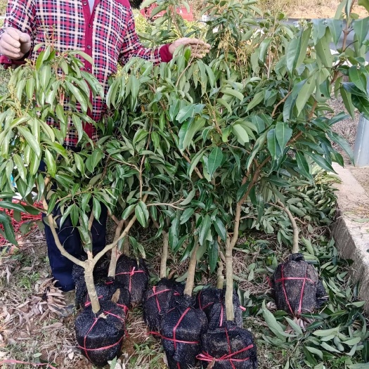 灵山县无核荔枝苗