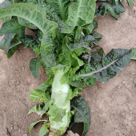 兰州销售各种蔬菜实力（代办代收）精品蔬菜