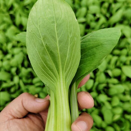 商丘油菜（上海青）快菜（小白菜）基地直采保质保量，常年供应全国