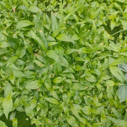 保山紫花三叉白芨棵粒