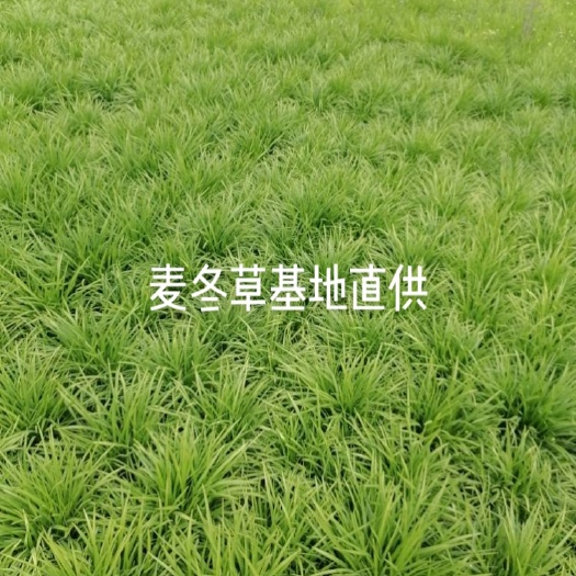 曹县麦冬苗