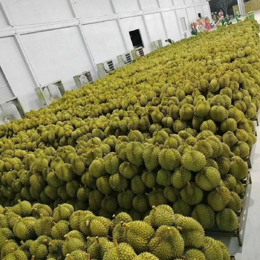  泰国金枕榴莲，自产地工厂，量大优惠常年供应