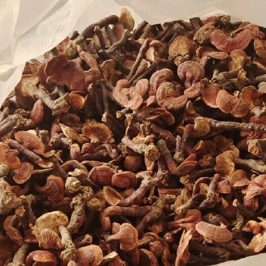 成都灵芝 赤灵芝 金边灵芝 产地批发 长年供应