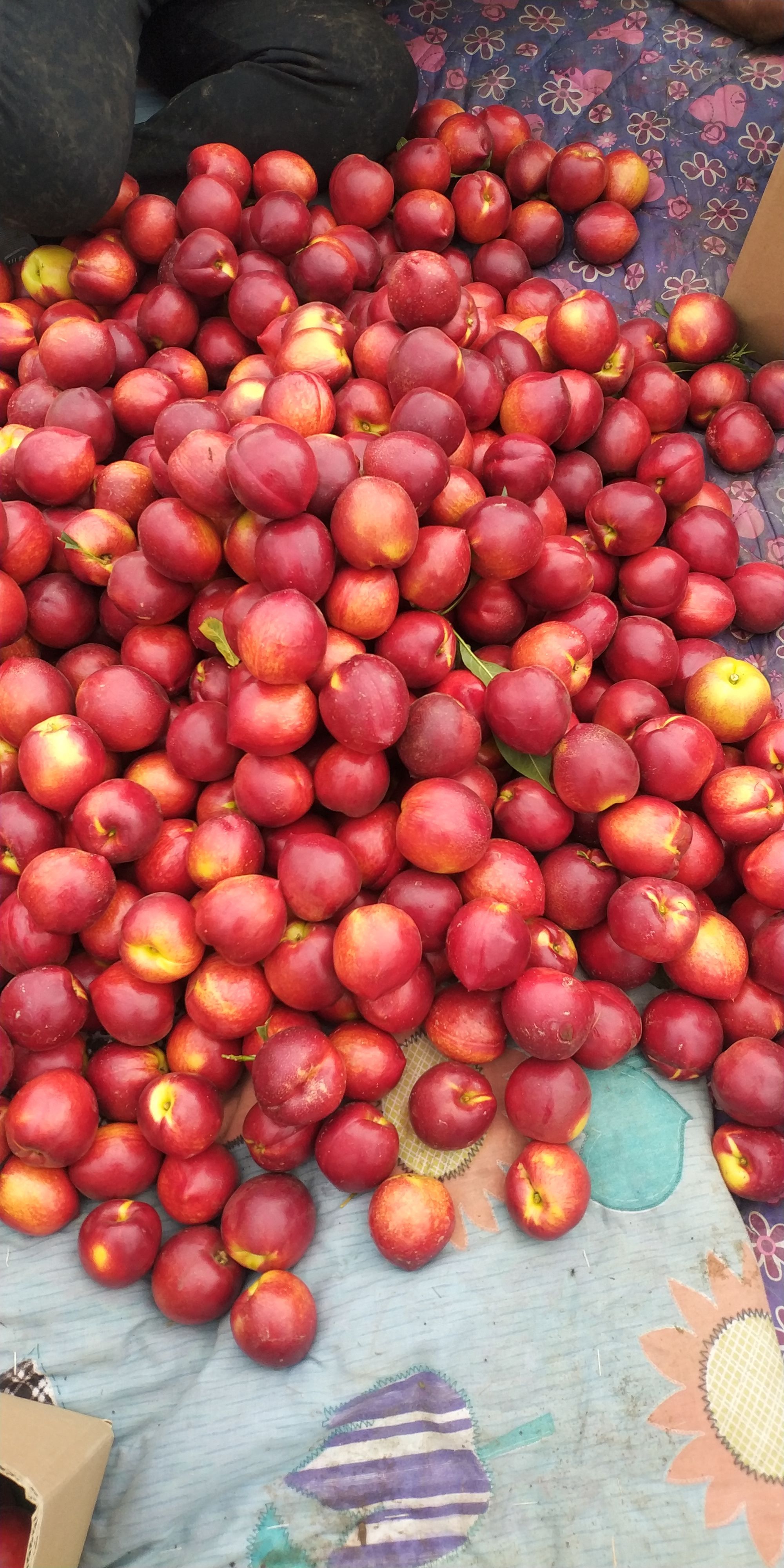 油桃 盧龍油桃 河北油桃 48油桃 黃油桃 紅油桃