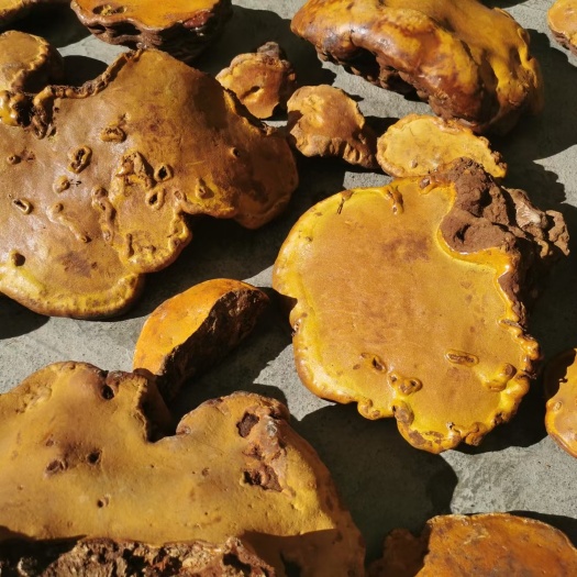 波密县西藏高海拔红豆杉灵芝 青冈木灵芝干货 产地直发