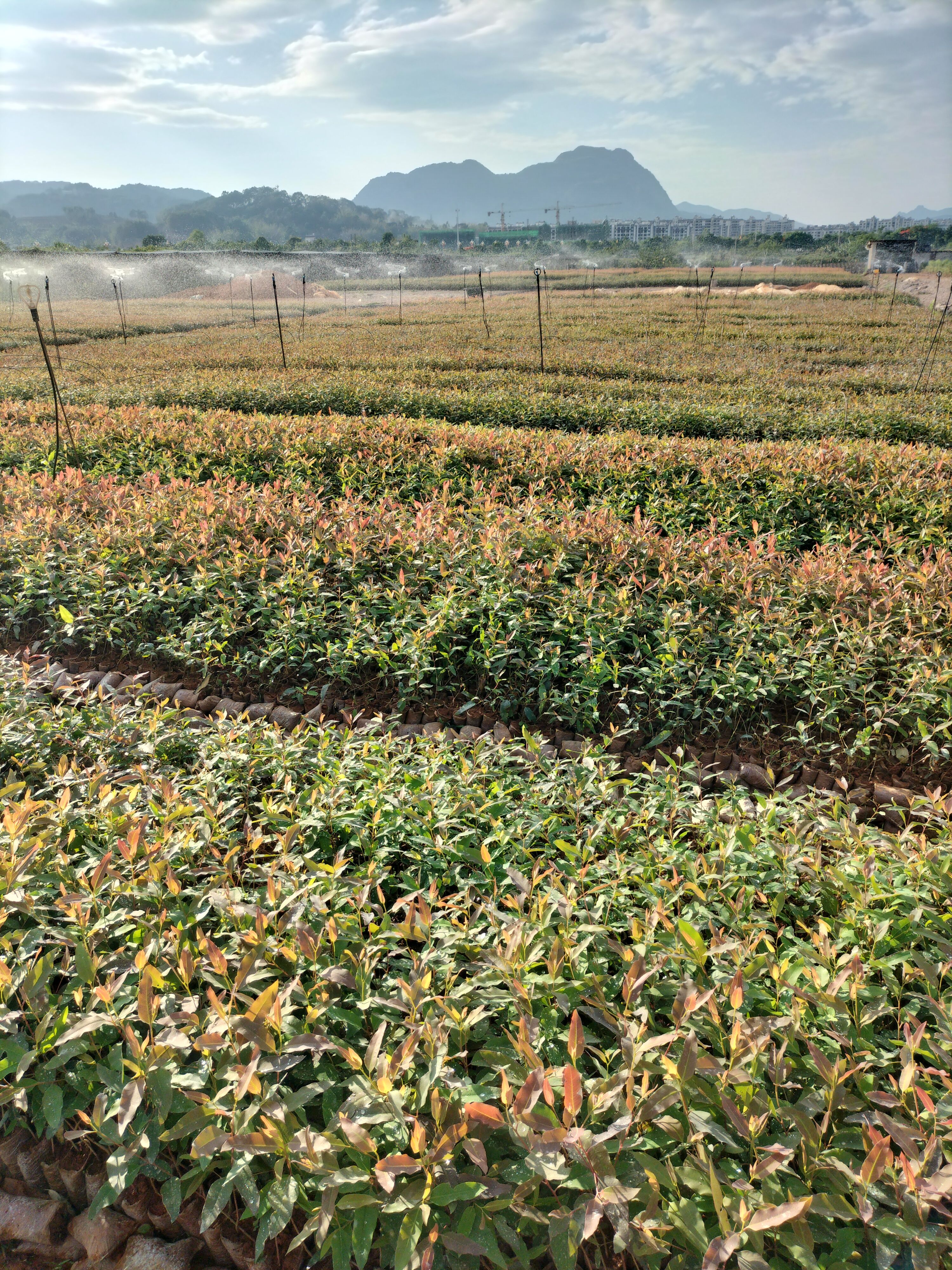 桉树苗107、3229；茶苗，香橼苗，坚果苗，松树苗……等