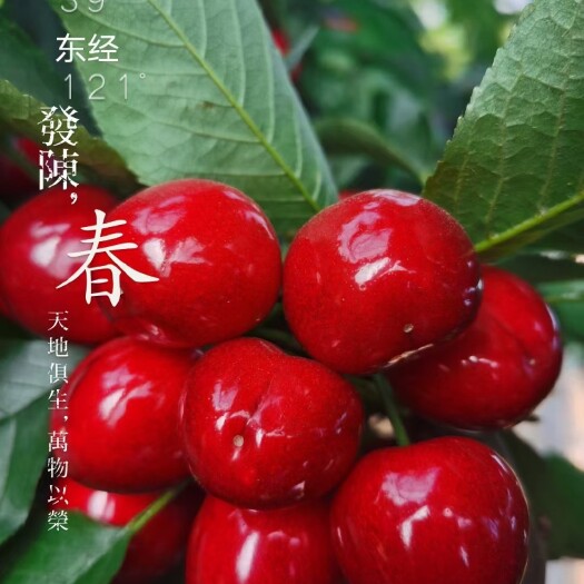 大连大连正宗七顶山大樱桃