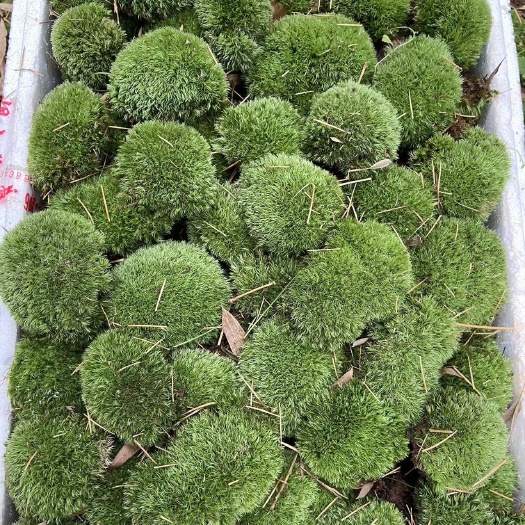 长宁县驯养好得白发藓