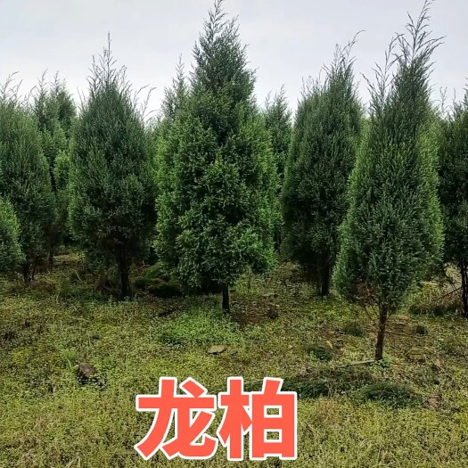 南宁龙柏
