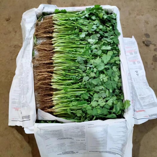 灵寿县精品大叶香菜
