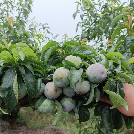 屏山县新鲜 果美 脱核