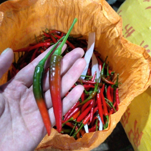 罗定市朝天椒