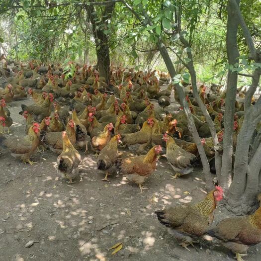 清远清远麻鸡130天3.89斤左右，货靓价优！