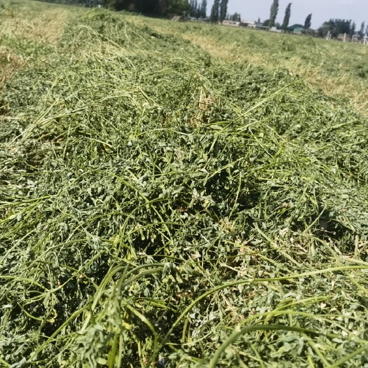 伊宁市苜蓿草