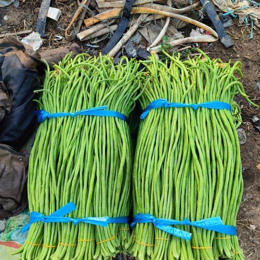 凤台县10精品豆角豇豆 大量上市