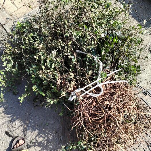 全州县广西桂林绣花针，老鼠汁等一手货源价格美丽