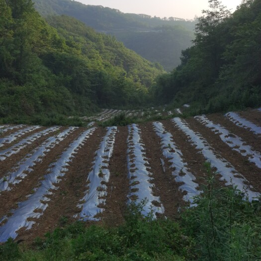 叙永县螺丝椒线椒即将上市