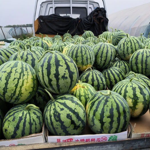 美都西瓜.