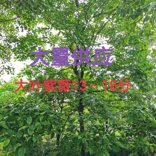 大叶紫薇13～18分大量供应中