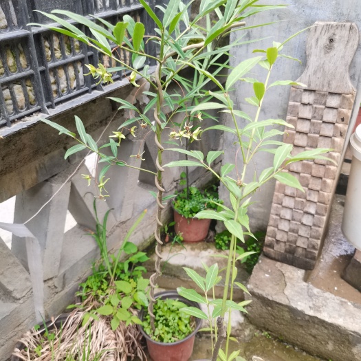 甘肃五角金丝吊蝴蝶！盆景素材 甘肃高山品种当年挂果