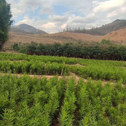凤庆县澳洲坚苗