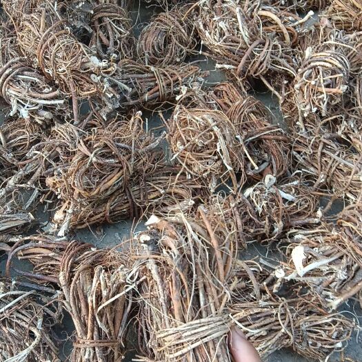 贺州自然晒干各规格无硫五指毛桃