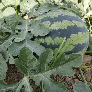 西安西安市闫良区  甜王西瓜大量上市  皮薄肉多   口感脆甜