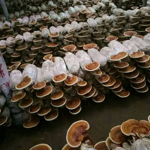 潜江市灵芝