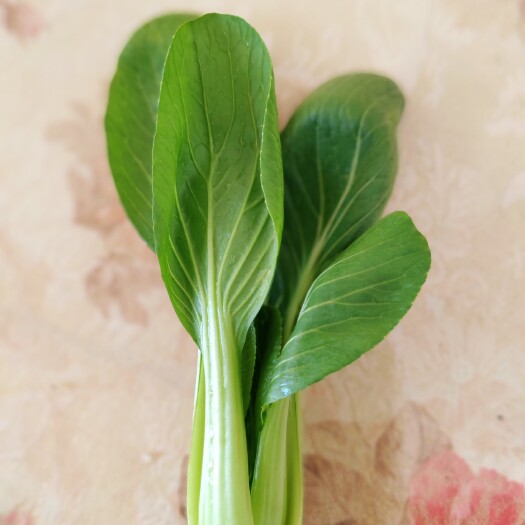 商丘精品油菜上海青