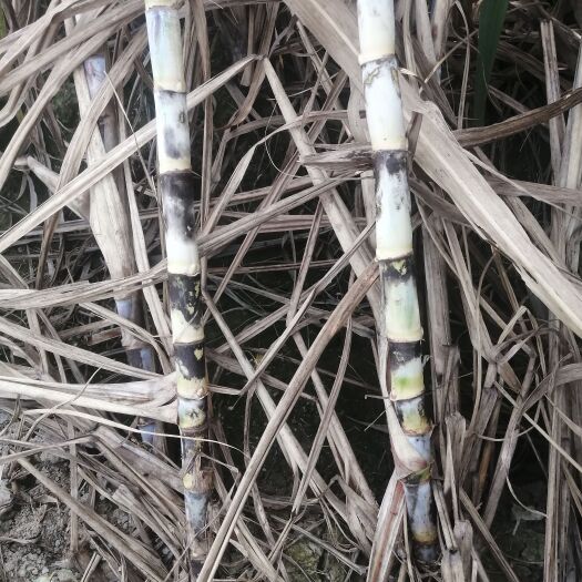 合浦县00236  44号甘蔗种需要联系