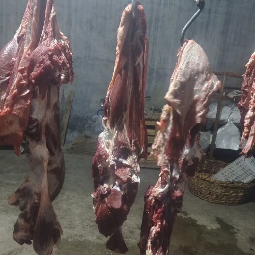 阳信县纯干鲜牛肉，每天宰牛，批发商可以自己来挑牛，挑好哪个宰哪个，