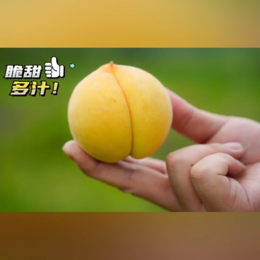 井冈山市黄桃脆甜多汁，锦绣黄桃7月底8月初上市
