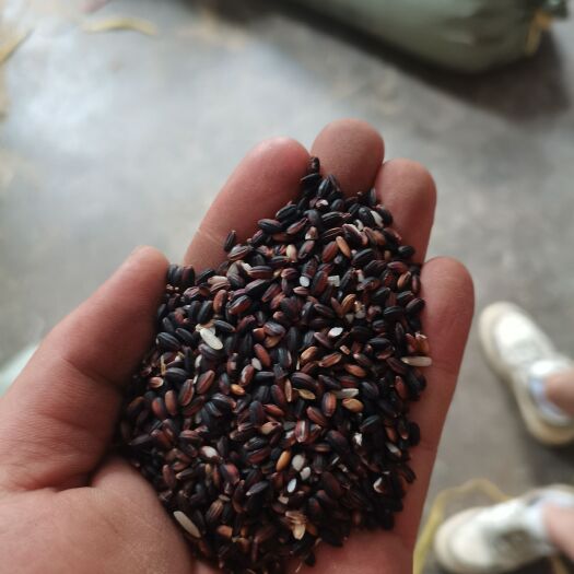 荔波县贵州原产地黑糯米圆粒