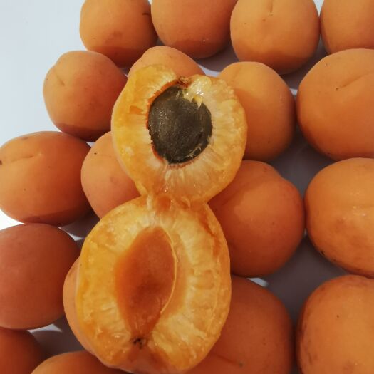 肥城市金太阳，凯特杏