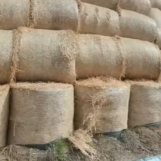 唐河县鲜麦草