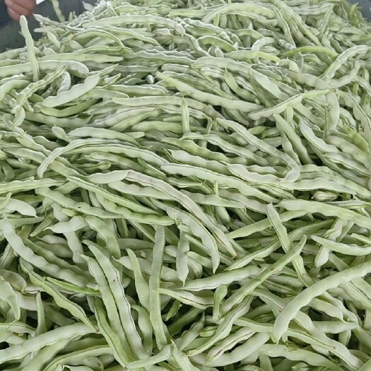 白不老芸豆九粒豆15-20厘米基地货量大质优