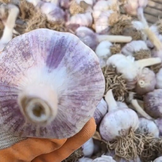 大名县河北大名紫红皮大蒜