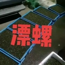 阜南县飘螺米螺