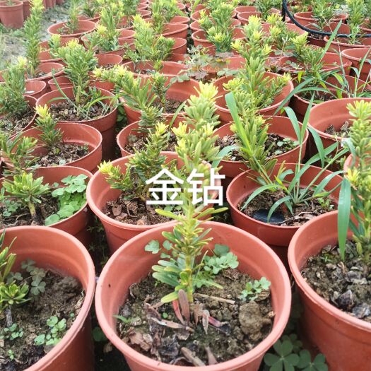 封开县罗汉松杯苗菊花芯、金钻和太子妃扦插苗高度20分以上需要私聊