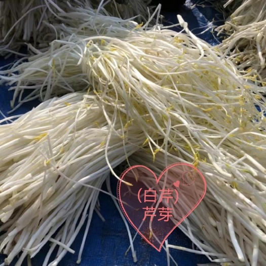 溧阳市溧阳芹芽(白芹)