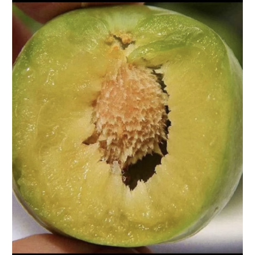 丰都重庆青脆李脱核李脆红李布林李