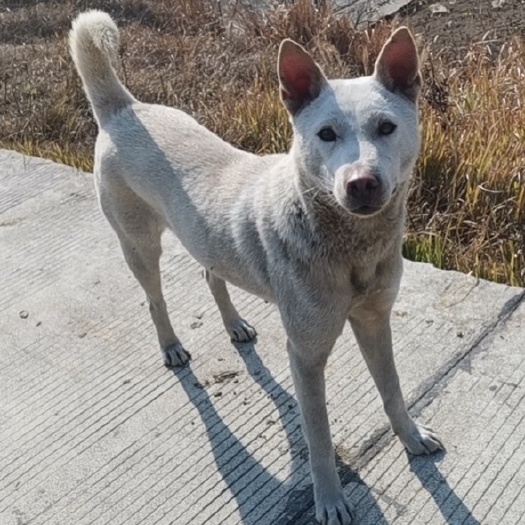 武冈市中华田园犬猎犬后羿，有五条公母可选！母骚路速度没得说！