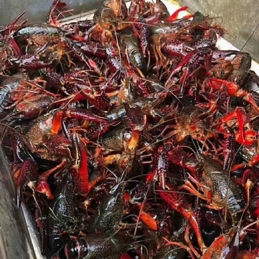 潜江市湖北潜江小龙虾