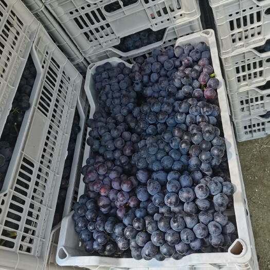 宾阳县宾阳无核夏黑葡萄