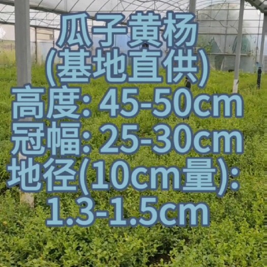 丹阳市瓜子黄杨45-50公分，基地直供