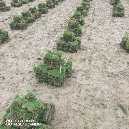 富川县马尼拉草皮，3.3困，500捆起步，批量发货
