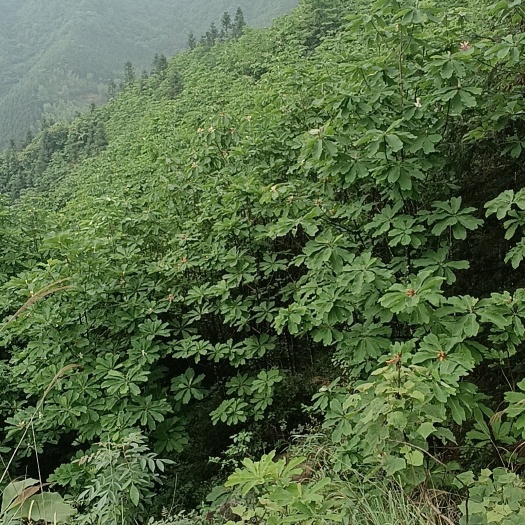 全州县广西桂林全州县大量厚朴花有需要的老板请联系，先预订明年货